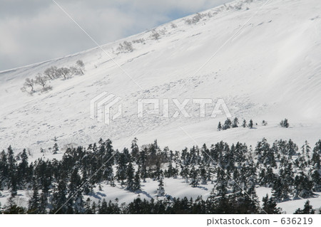 Hachimantaira 2008 Shinta-kaidake avalanches 4 days after the accident scene 636219
