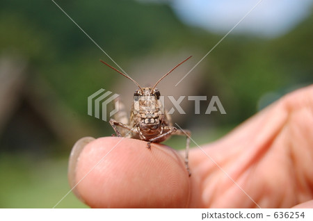 band-winged grasshopper, oedaleus infernalis, grasshopper 636254