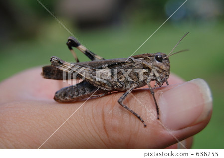 grasshopper, locust, band-winged grasshopper 636255