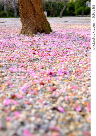 春天失去了我 636268