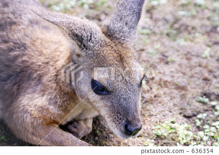 小袋鼠特寫鏡頭 636354