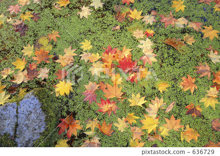 Autumn leaves Autumn leaves 636729