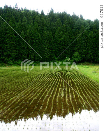 Paddy field and cedar forest 637015
