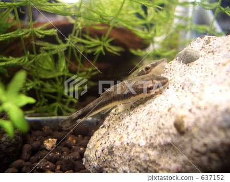 tropical fish, fish, fishes 637152