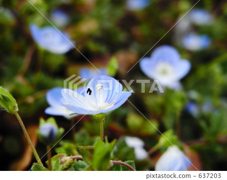 波斯Speedwell 637203