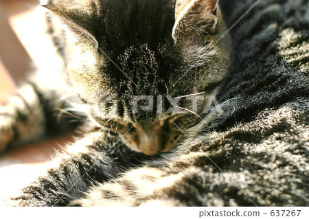 A nap of a cat 637267