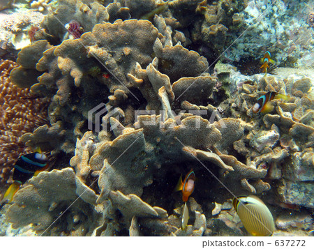 oriental butterflyfish, anemone fish, anemonefish 637272