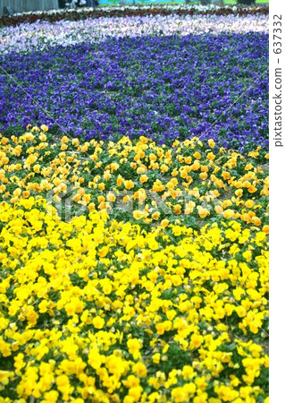 Pansy field 637332