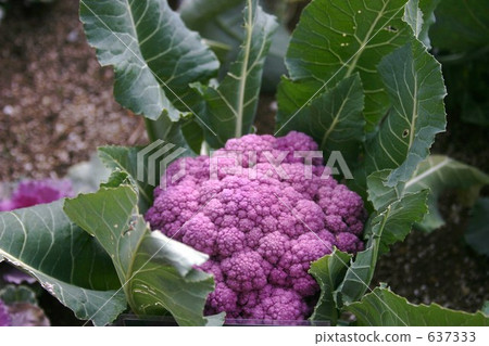 Purple cauliflower 637333