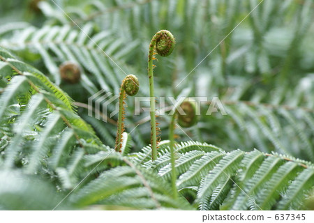 蕨類植物的芽 蕨類植物的芽 637345