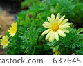 marguerite, bloom, blossom 637645