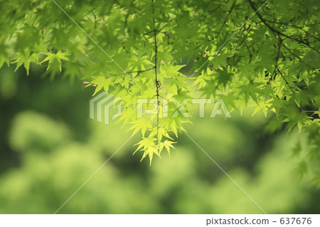 秋天的樹葉 秋天的樹葉 637676
