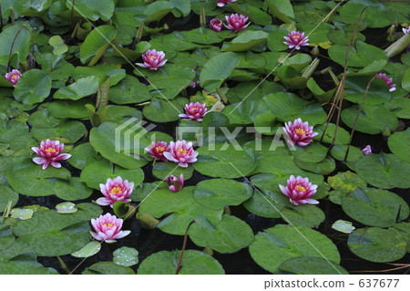 Lotus flower on rainy day Lotus flower on rainy day 637677
