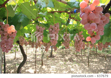 Yamanashi grape Yamanashi grape 637679