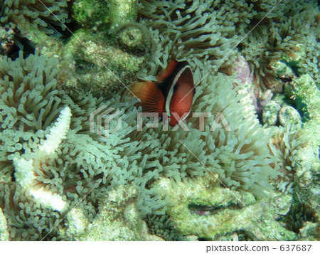 小丑魚 銀蓮花 海葵 637687