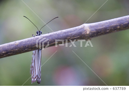 Ryukyu Asagi Madara＃02 637789