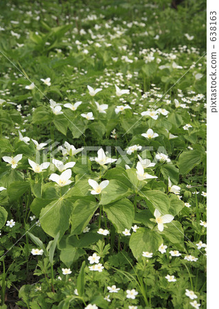 A group of Nilin saw and pheasant nanoenlee sole 638163