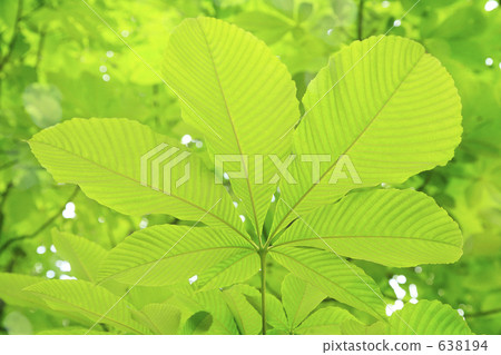 鮮綠色 鮮綠色 638194