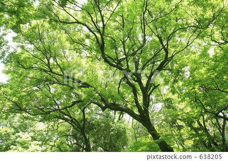 鮮綠色 鮮綠色 638205