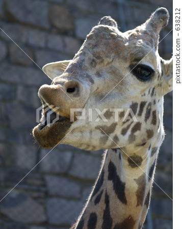masai giraffe, giraffa, giraffe 638212