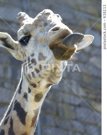 sapporo, maruyama zoo, tongue 638213
