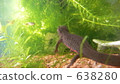 fire belly newt, aquarium, newt 638280
