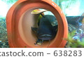 fish, fishes, aquarium 638283