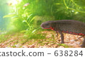 fire belly newt, newt, aquarium 638284