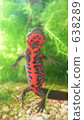 fire belly newt, newt, aquarium 638289