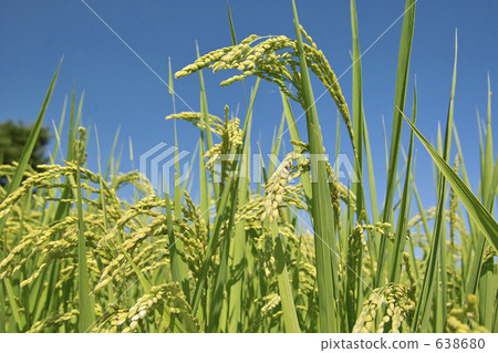 Sunny weather 638680