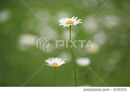 France chrysanthemum 639303