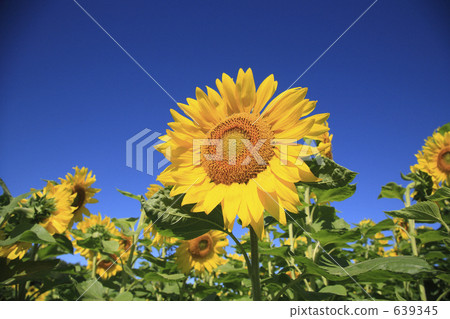 sunflower	 639345
