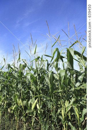 玉米田 639450