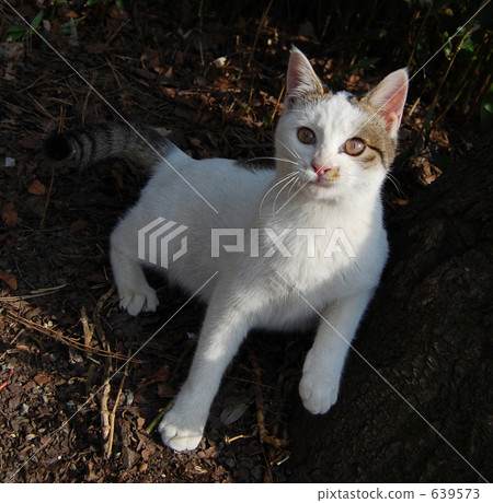 stray cat, cat, pussy 639573