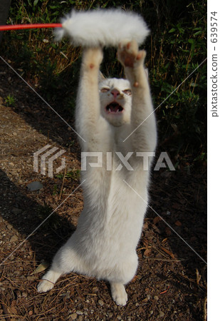 play, stray cat, frolic 639574
