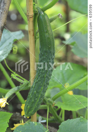 黃瓜 639599