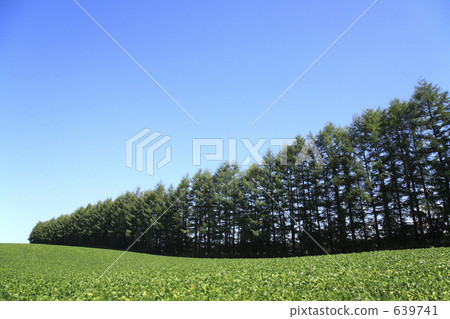 Windbreak forests and fields Windbreak forests and fields 639741