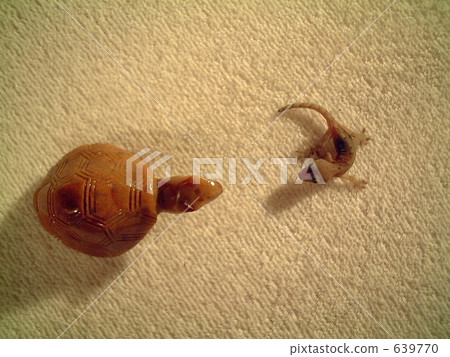 tortoise, turtle, gecko 639770