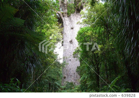 forest, wood, kauri 639828