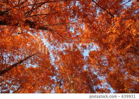Autumn leaves of Metasequoia from the bottom 639931