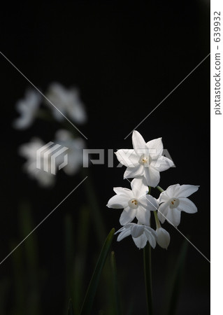 Japanese daffodil Japanese daffodil 639932