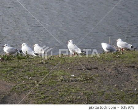 Seagulls Seagulls 639979