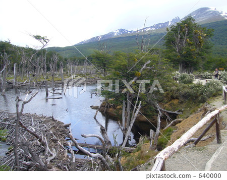 Dam made by Beaver 640000