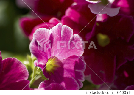 Greenhouse flower "Primula · Obconica" 640051