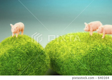一頭豬 640164