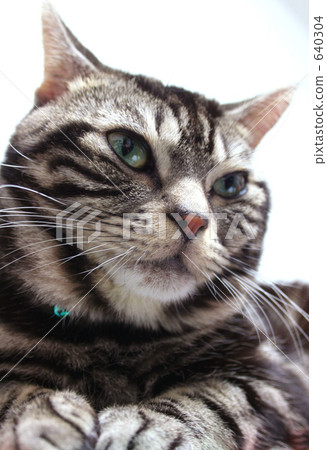 Removed eyes Removed eyes 640304