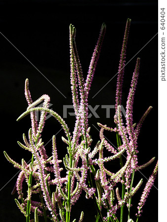 俄羅斯統計 640404