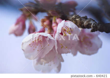 Camellia cold cherry tree of Longwa temple 640421