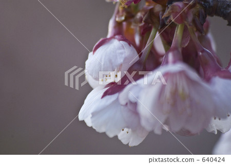 Longwa寺廟山茶花冷的櫻桃樹 Longwa寺廟山茶花冷的櫻桃樹 640424