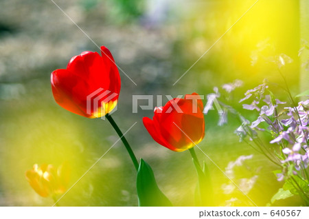 鬱金香和花蘿蔔 640567
